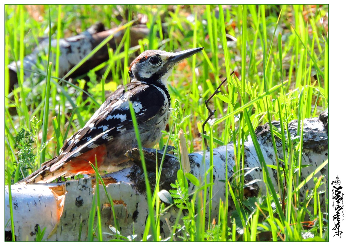 White-backed Woodpecker - ML339809721