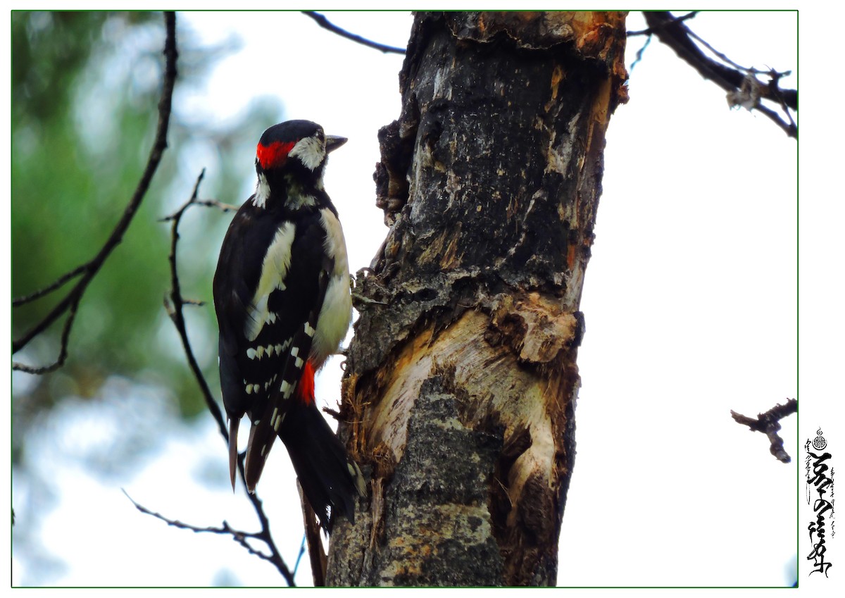 Great Spotted Woodpecker - ML339809791