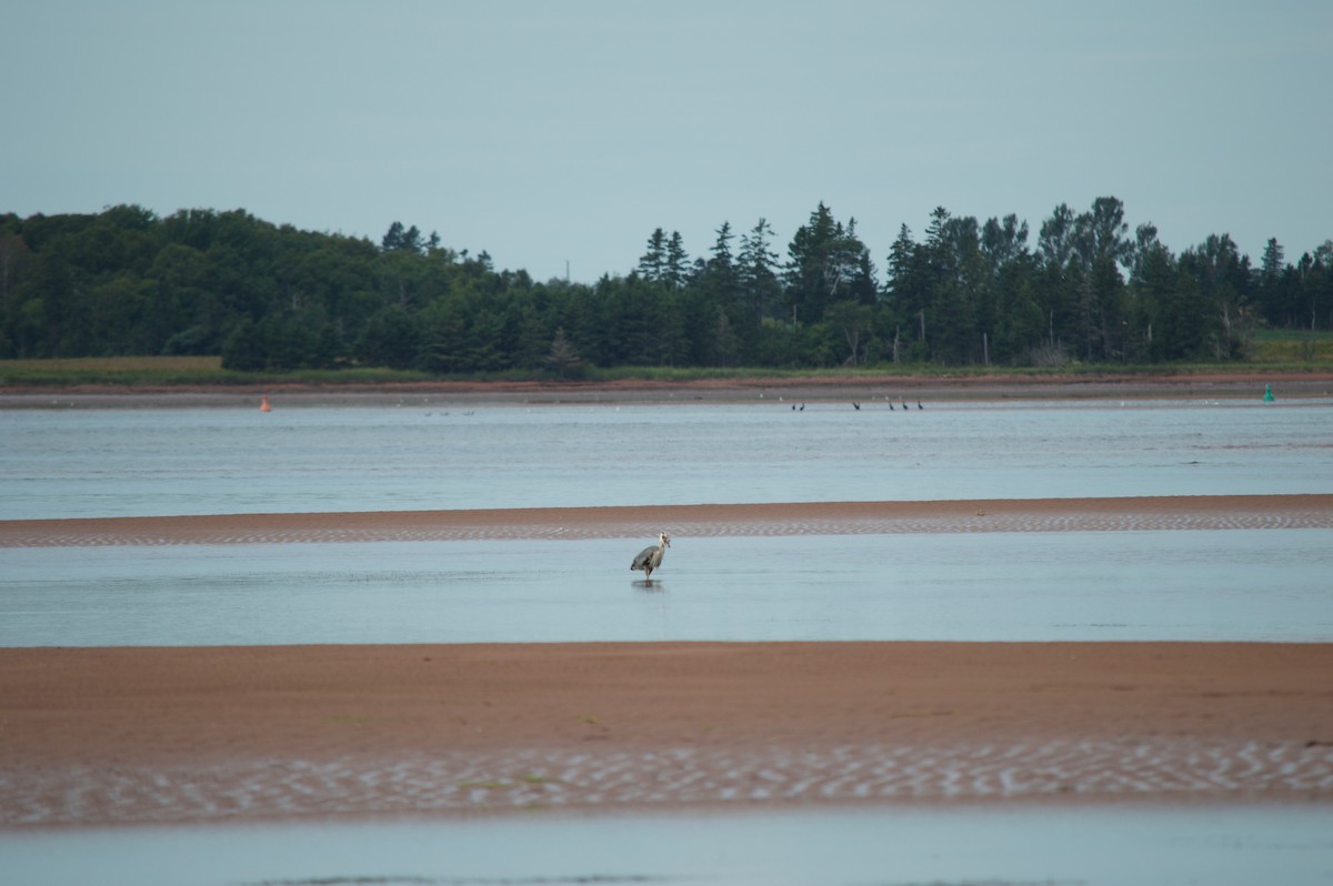 Great Blue Heron - ML33981061