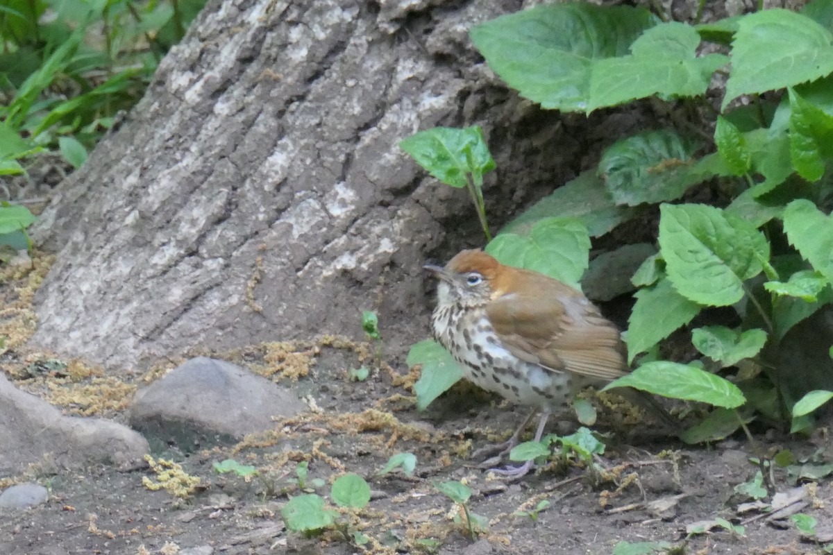 Wood Thrush - ML339812311