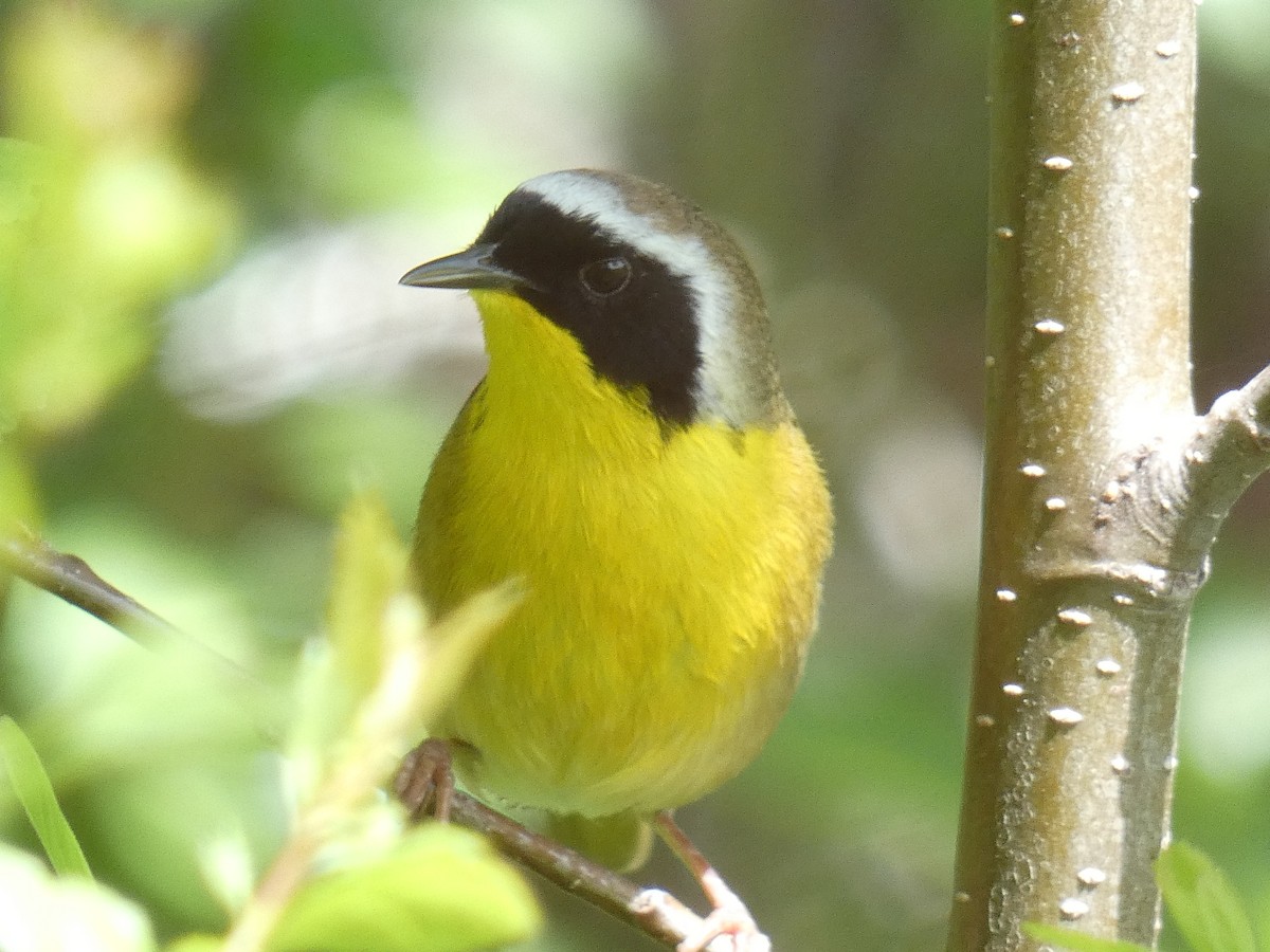 Common Yellowthroat - ML339812551