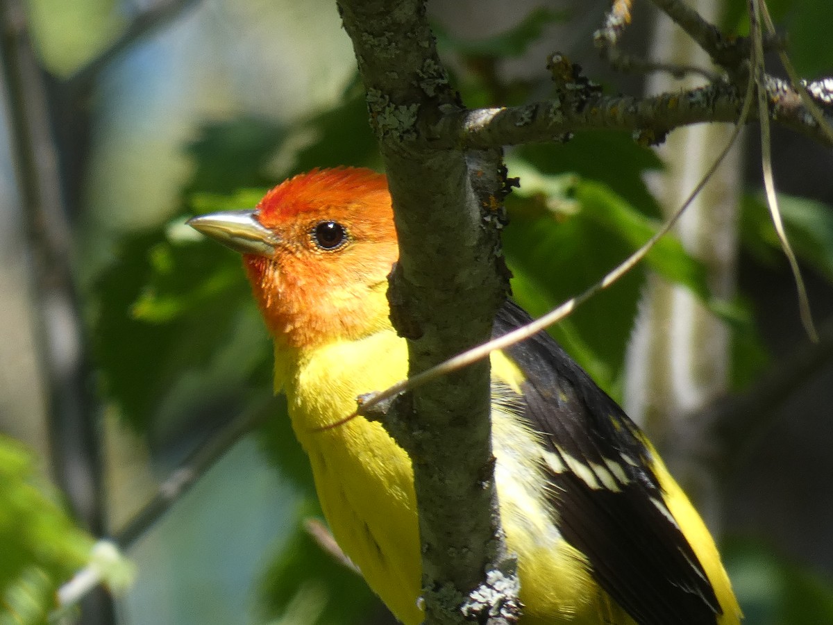 Western Tanager - ML339813031