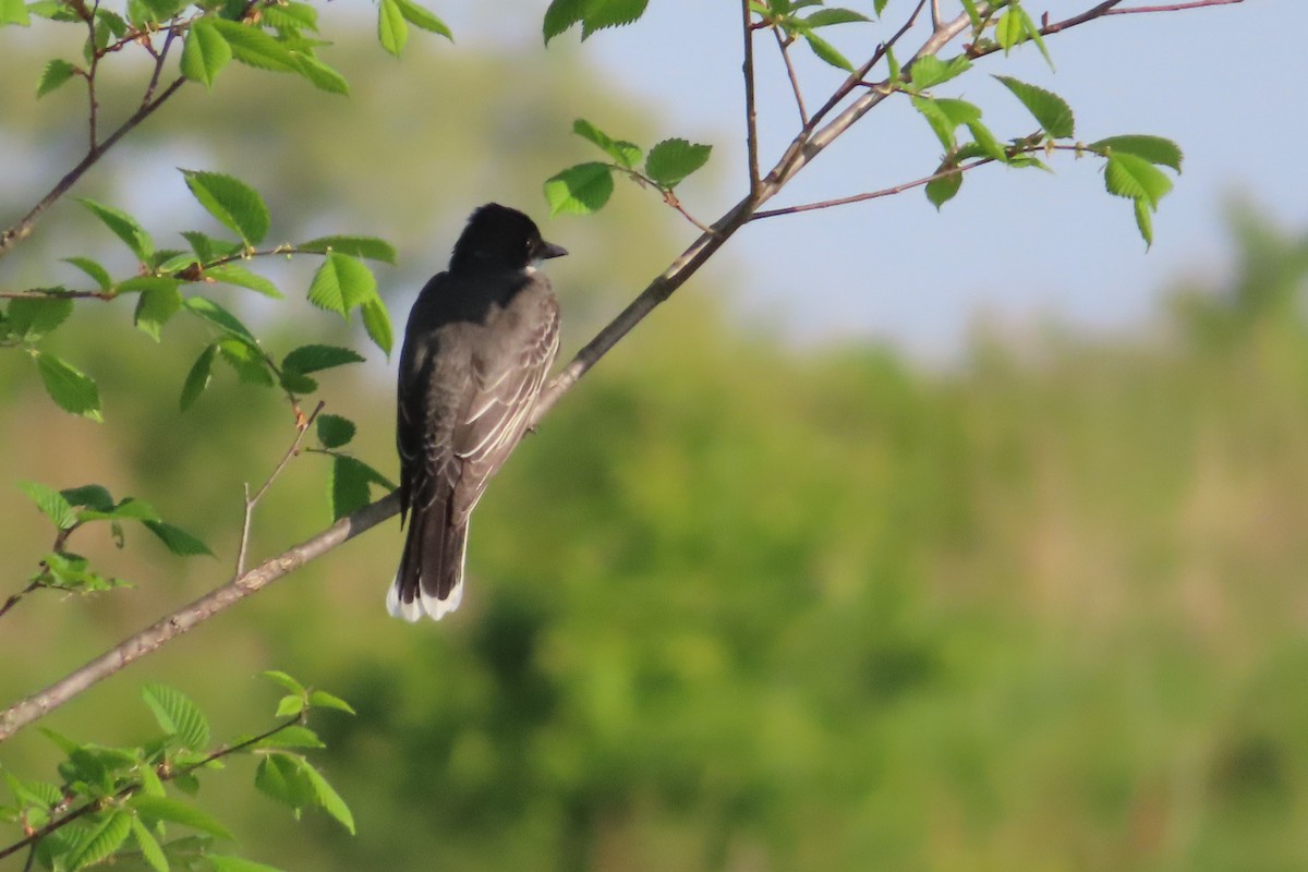 Eastern Kingbird - DsE McEn