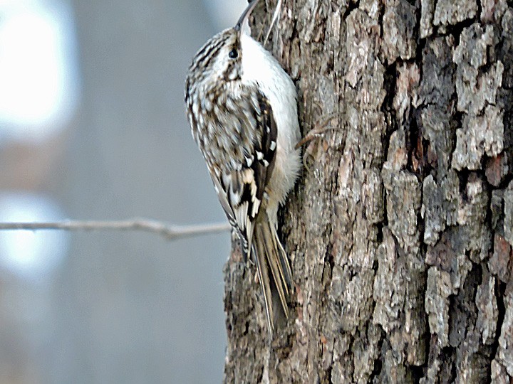 Brown Creeper - ML339815271