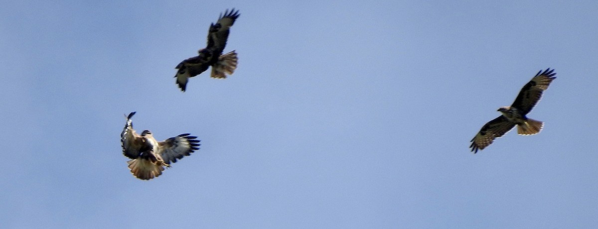 Common Buzzard - ML339816081