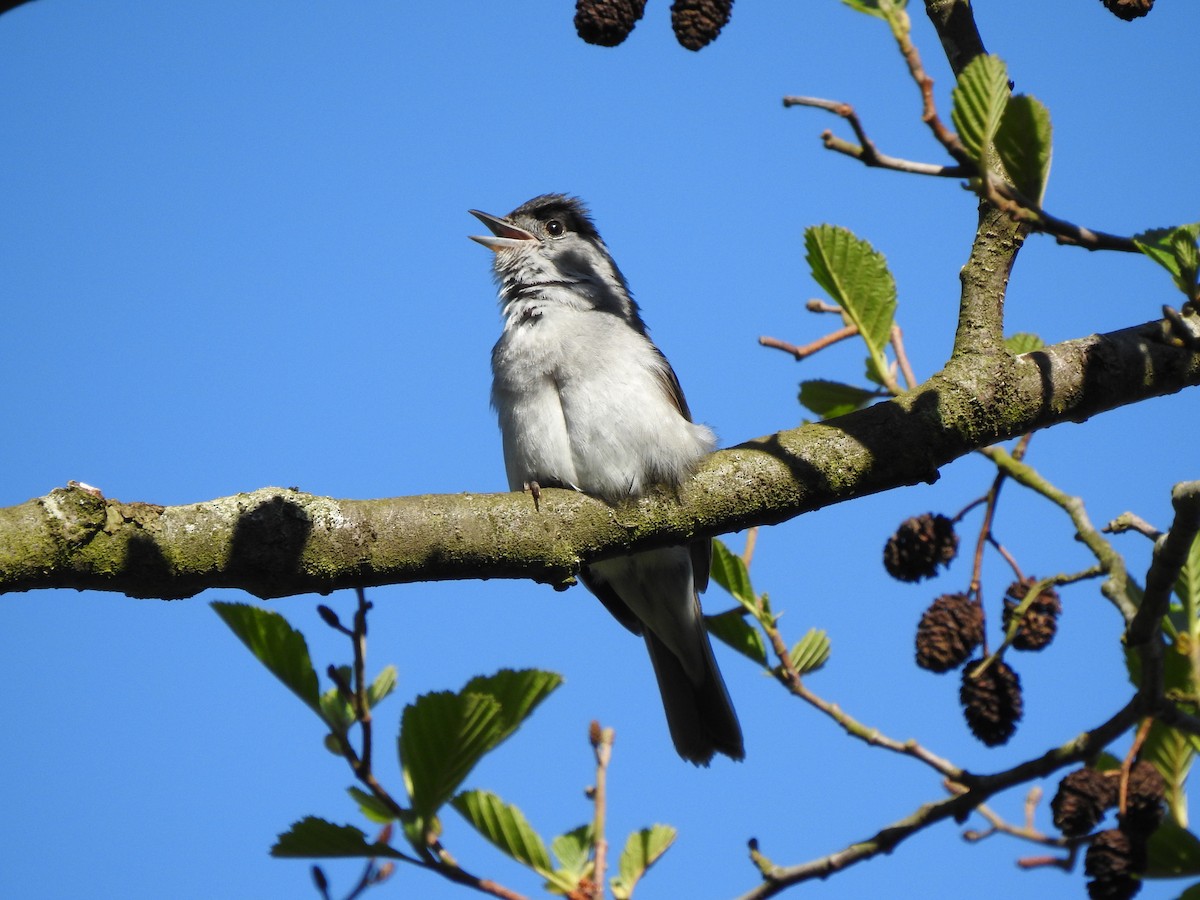 Eurasian Blackcap - ML339816201