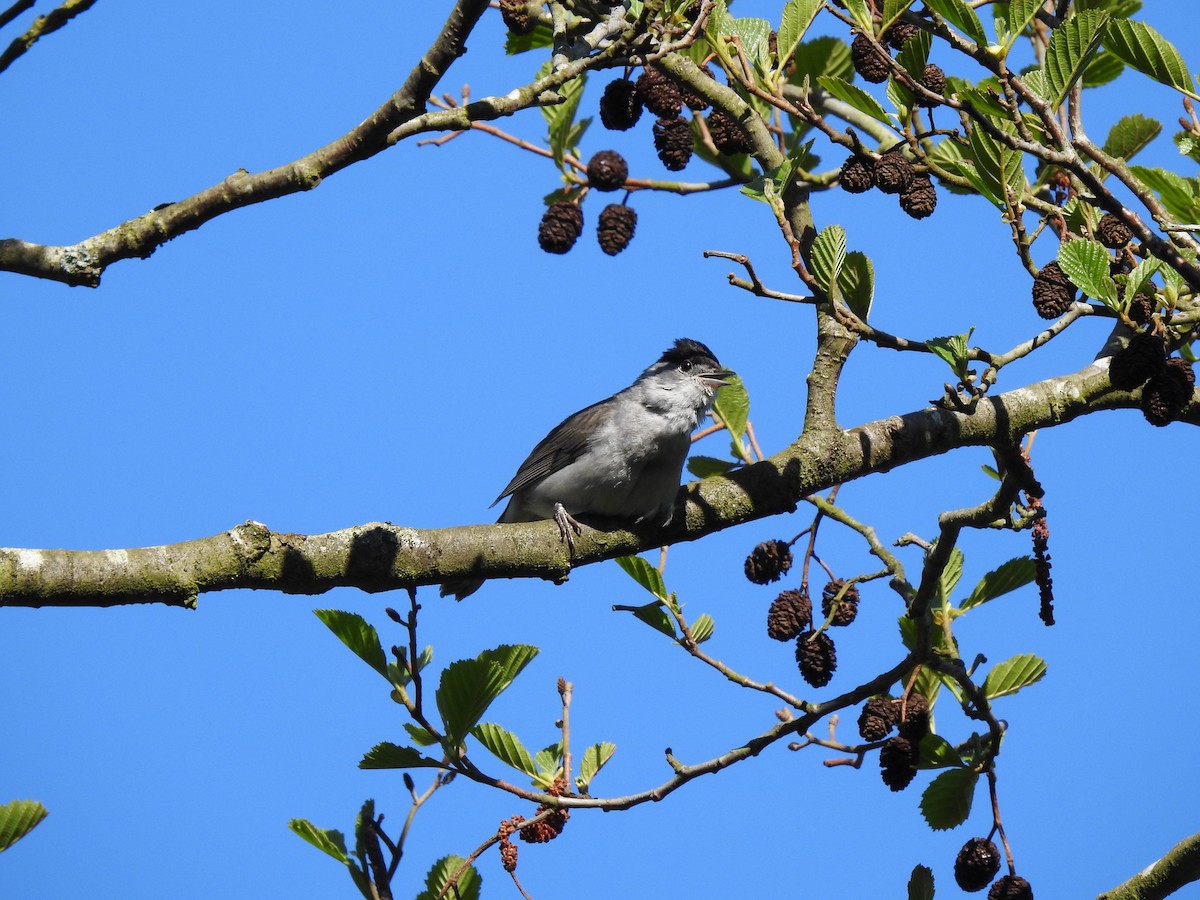 Eurasian Blackcap - ML339816211