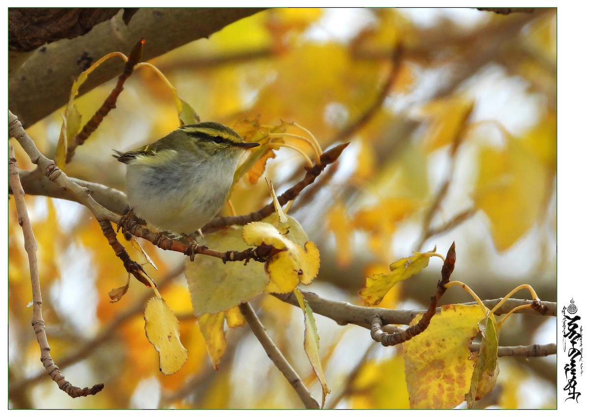 Pallas's Leaf Warbler - ML339816291
