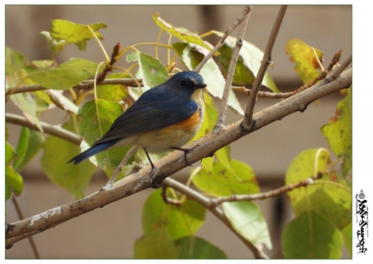 Red-flanked Bluetail - ML339816431