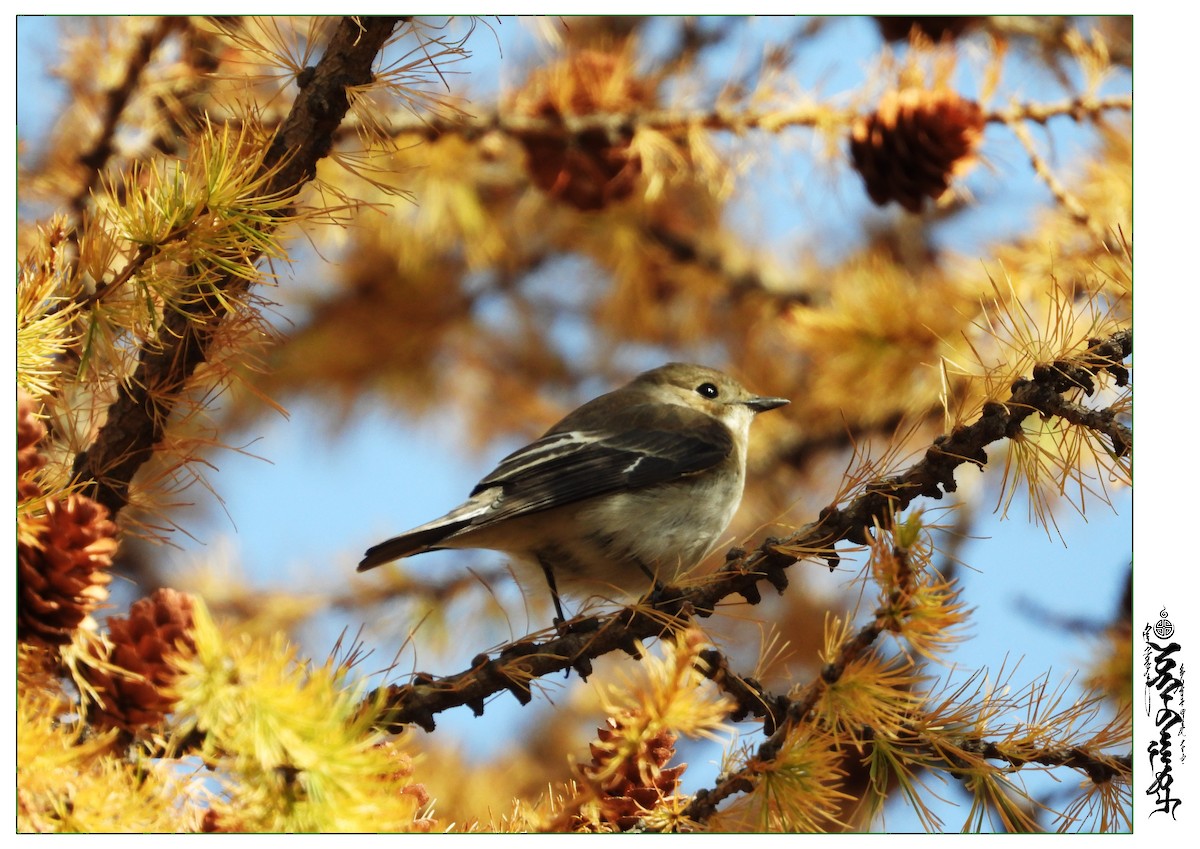 European Pied Flycatcher - ML339816801