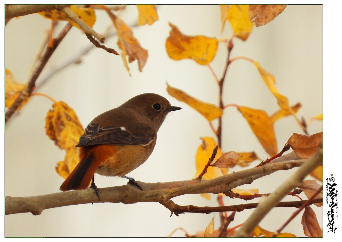Daurian Redstart - ML339817061