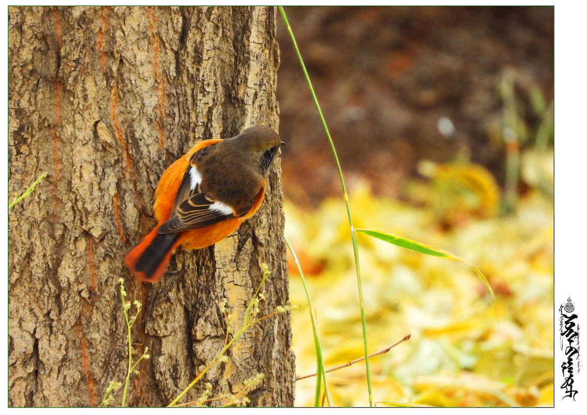 Daurian Redstart - ML339817171