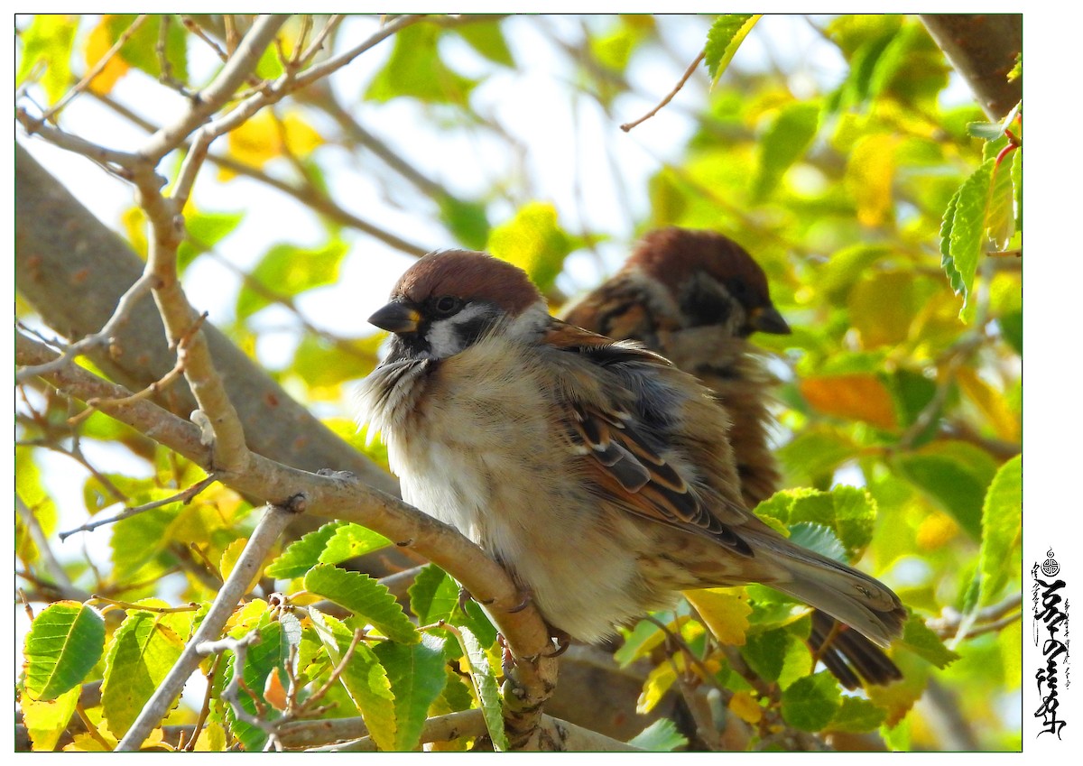 Eurasian Tree Sparrow - ML339817301