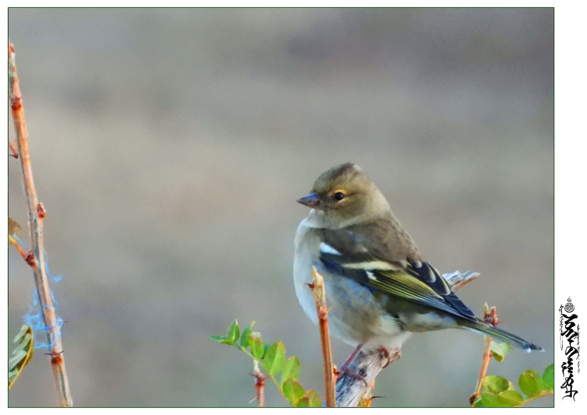 Common Chaffinch - ML339817381