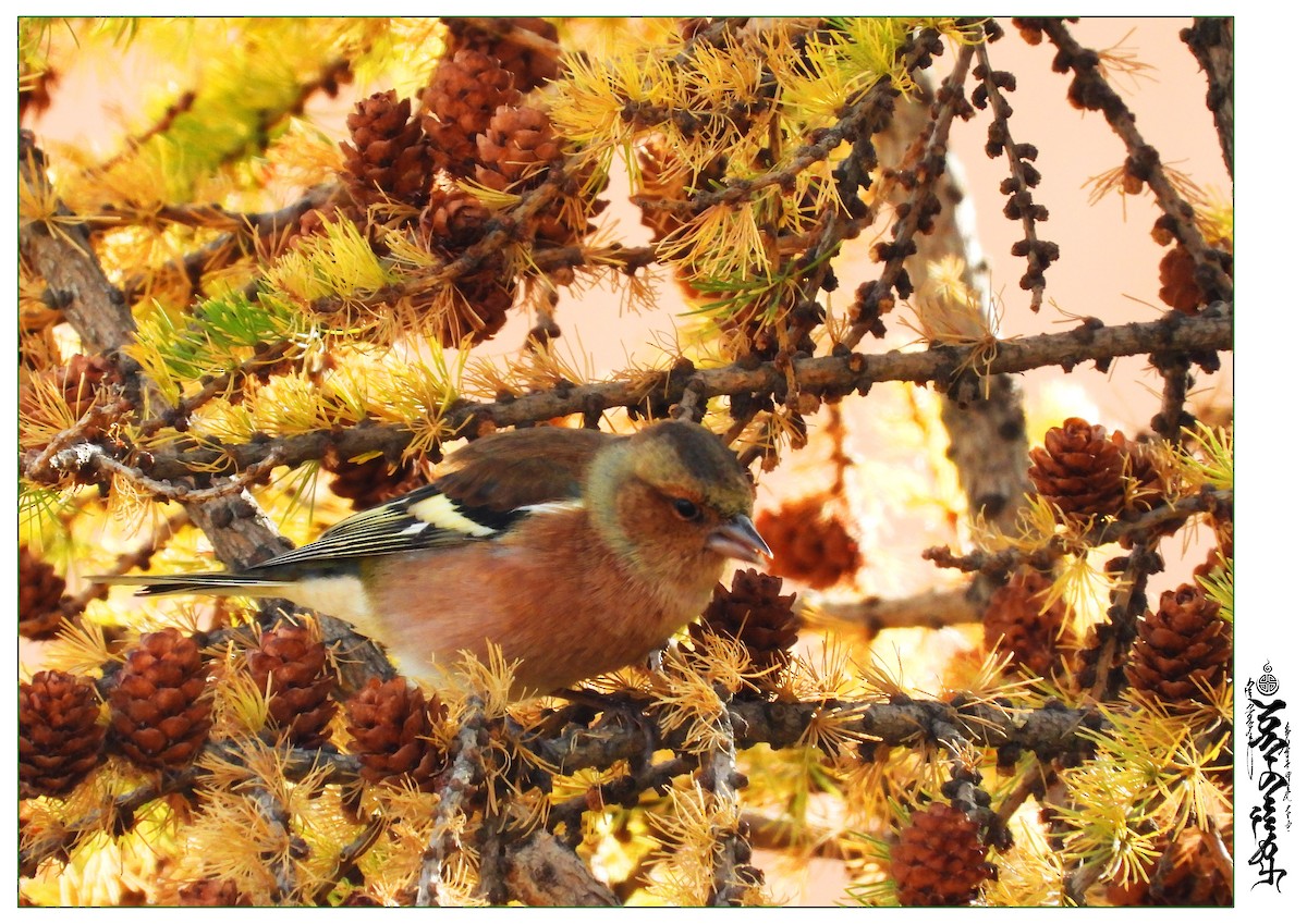 Common Chaffinch - ML339817421