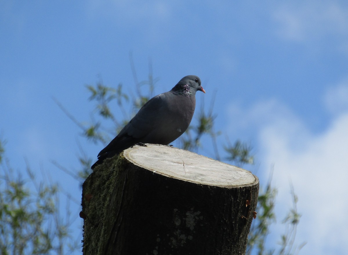 Pigeon colombin - ML339817501