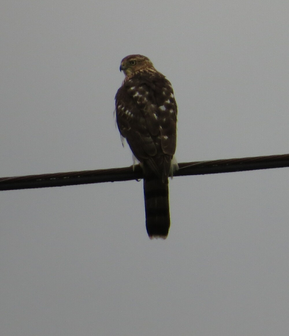 Cooper's Hawk - Mike Judd