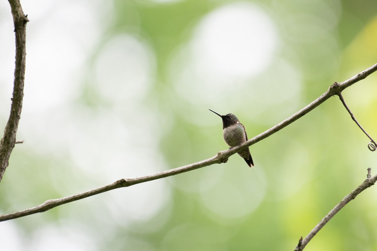 Ruby-throated Hummingbird - ML339819251