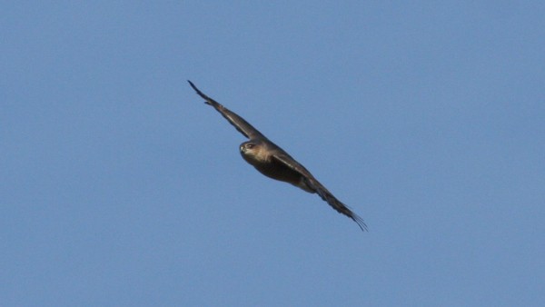 Sharp-shinned Hawk - ML33981961