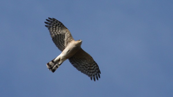 Sharp-shinned Hawk - ML33981971