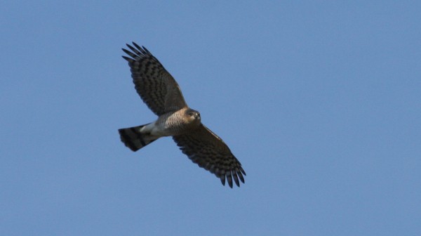 Sharp-shinned Hawk - ML33981981