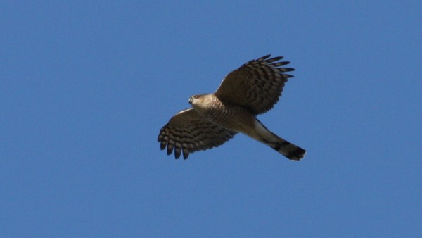 Sharp-shinned Hawk - ML33981991