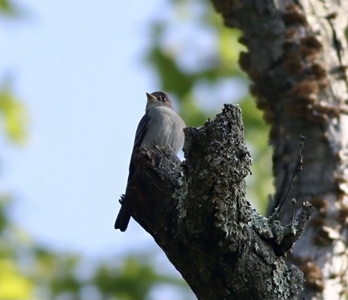 Eastern Wood-Pewee - ML339820251