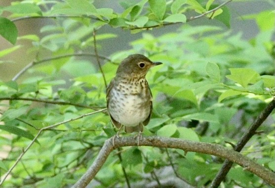 Swainson's Thrush - ML339820321