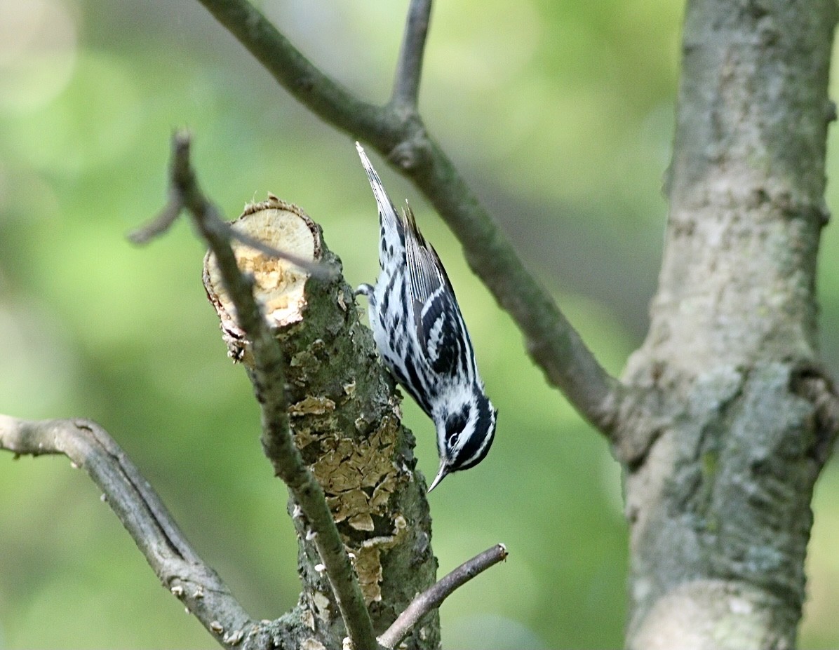 Black-and-white Warbler - ML339820491