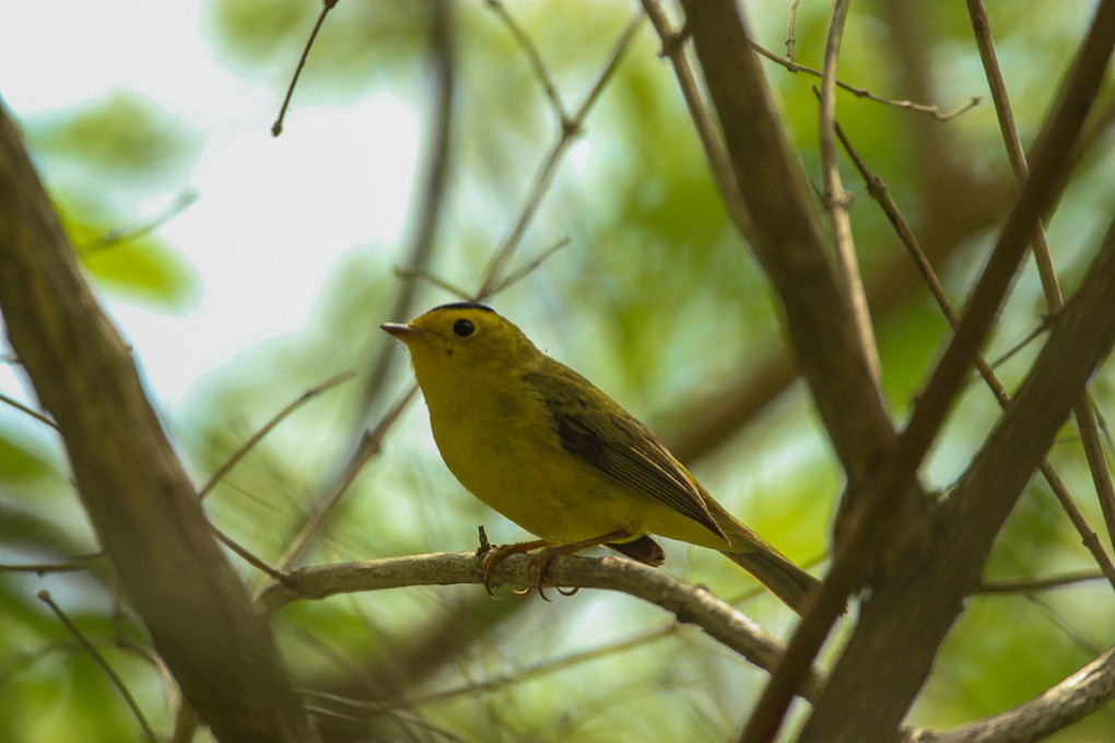 Wilson's Warbler - ML339820681