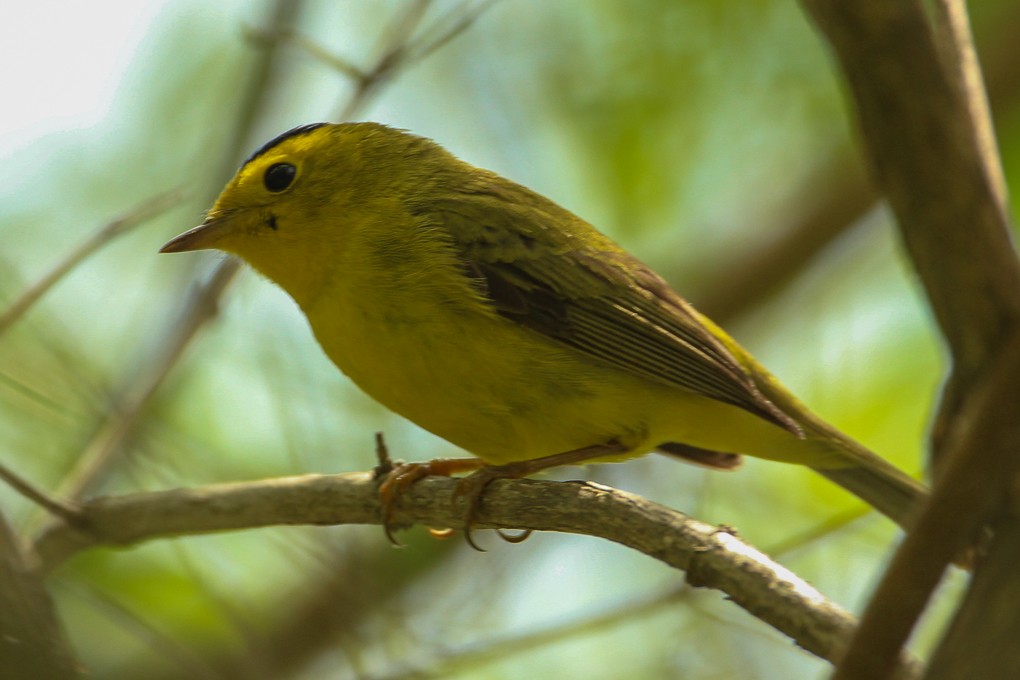 Wilson's Warbler - ML339820781