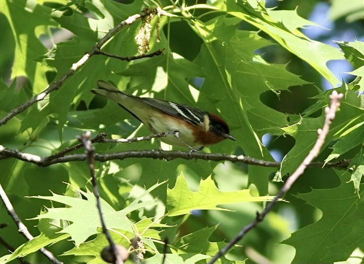 Bay-breasted Warbler - ML339820801