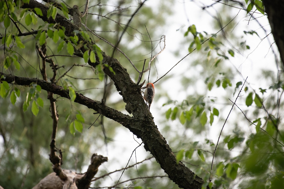 Red-bellied Woodpecker - ML339821001