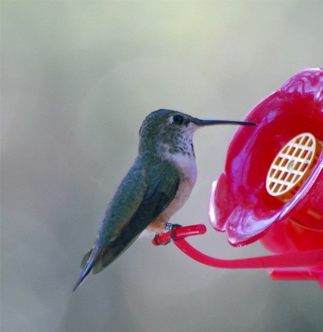 Rufous Hummingbird - Bob Zaremba