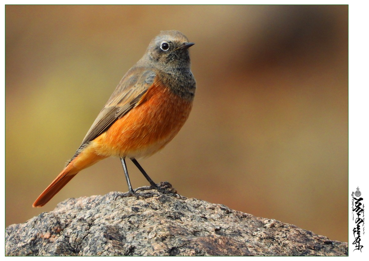 Black Redstart - ML339822821