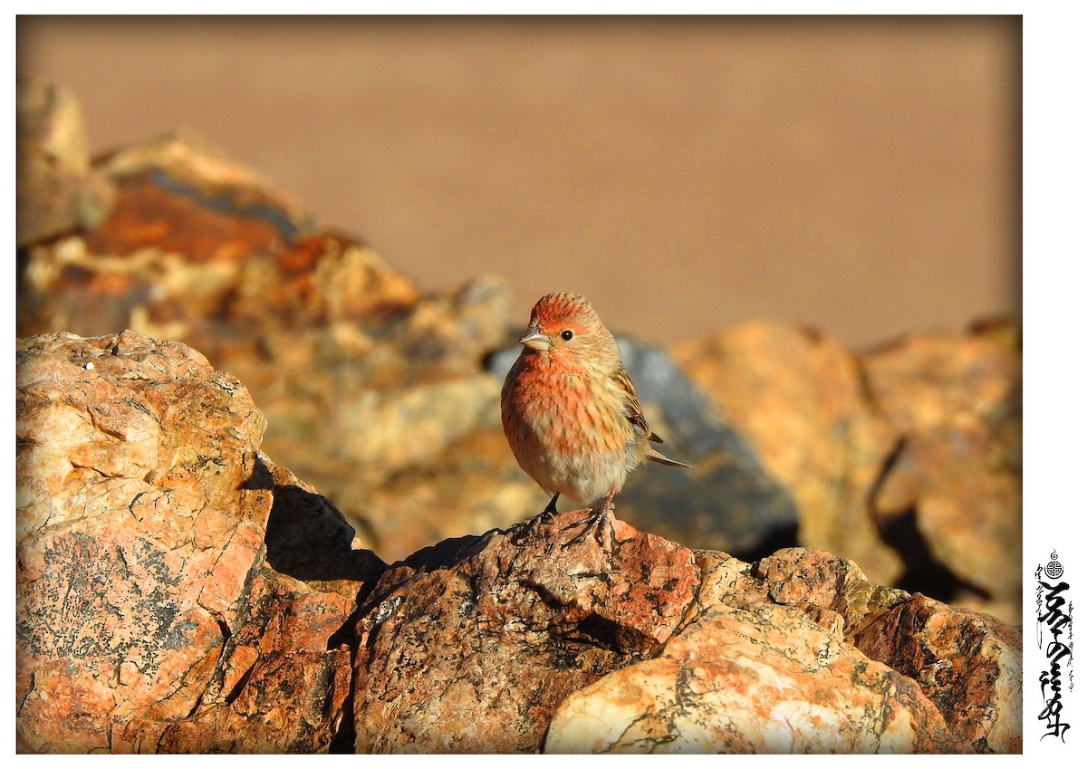 Pallas's Rosefinch - ML339823201