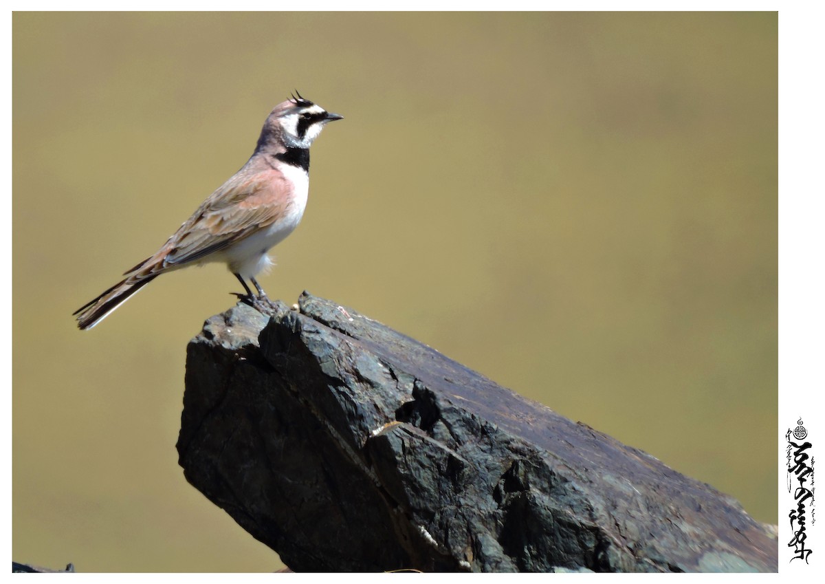 Horned Lark - ML339823291