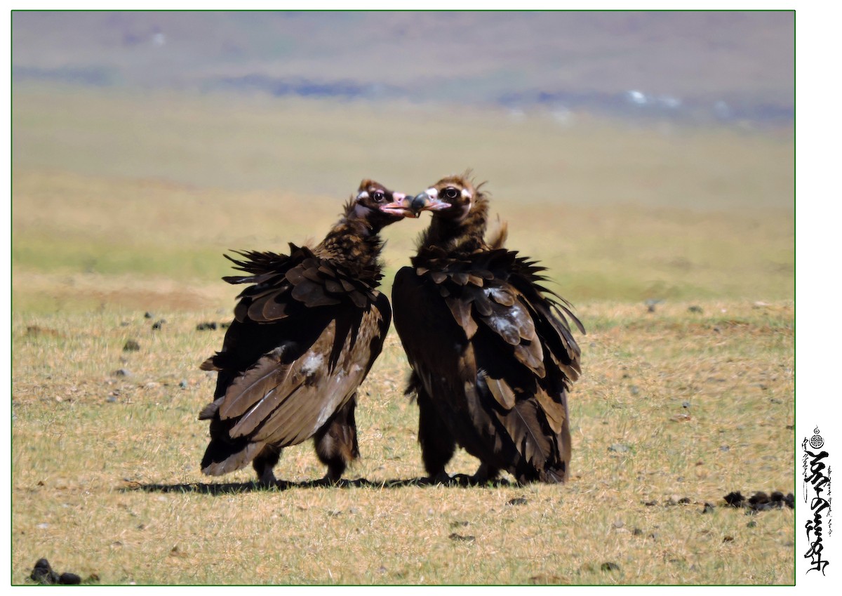 Cinereous Vulture - ML339823421