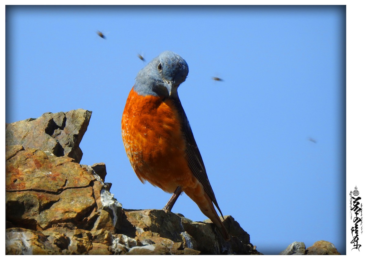 Rufous-tailed Rock-Thrush - ML339824001