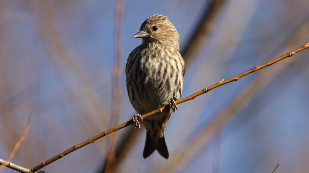 Pine Siskin - ML33982401