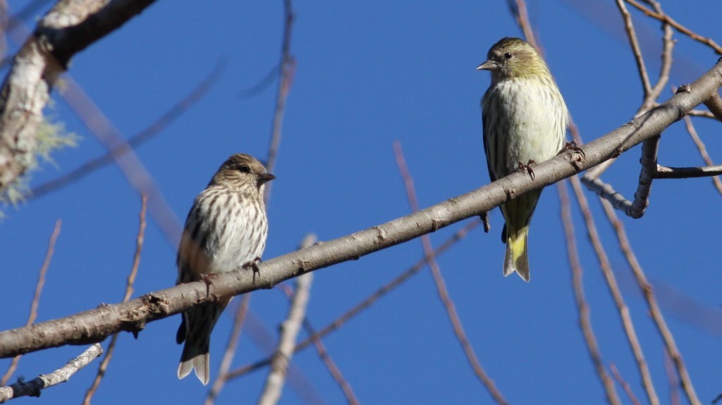 Pine Siskin - ML33982411