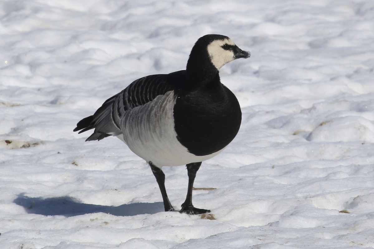 Barnacle Goose - ML33982451