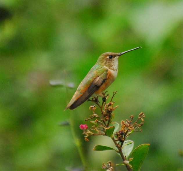 Kızıl Sırtlı Kolibri - ML33982511