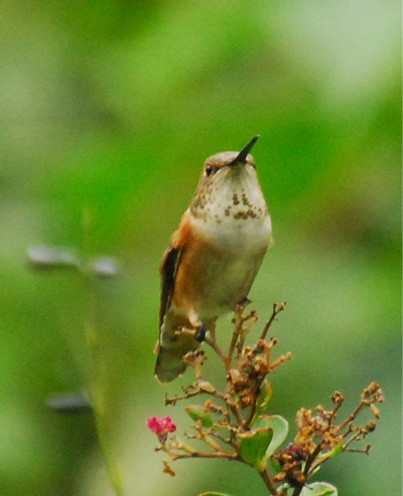 Rufous Hummingbird - Bob Zaremba