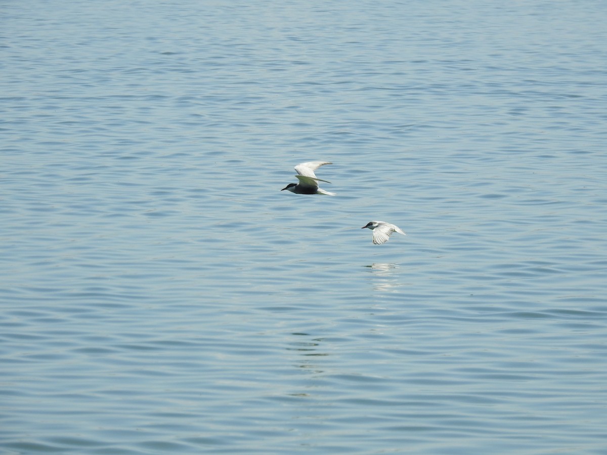 Whiskered Tern - ML339825801