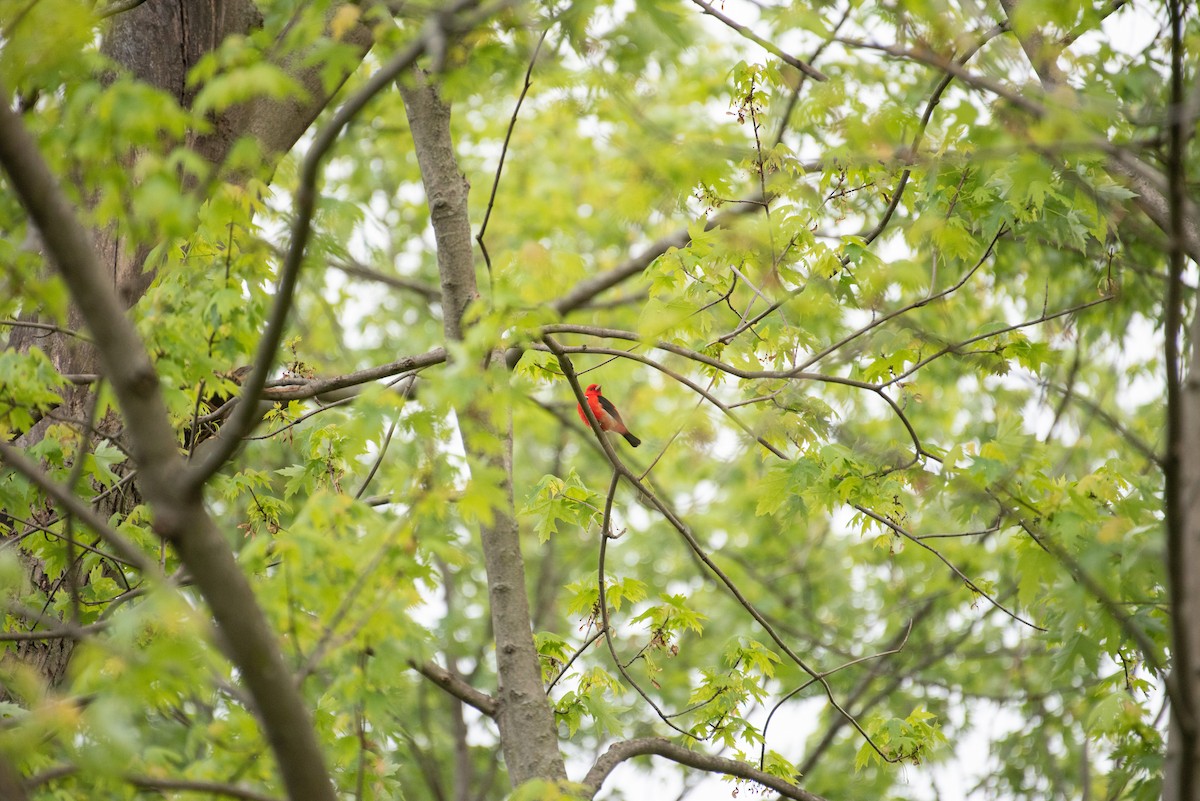 Scarlet Tanager - ML339826151