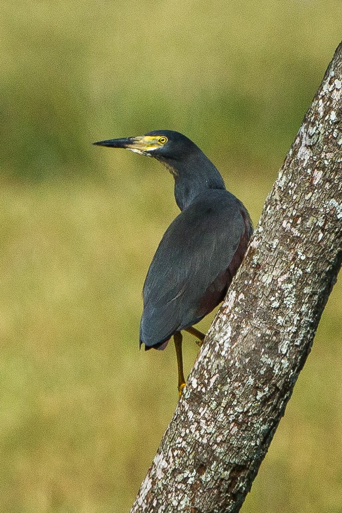 Rufous-bellied Heron - ML339826891