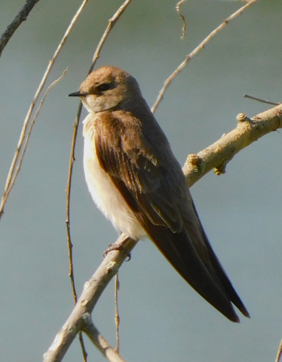 Northern Rough-winged Swallow - ML339827301