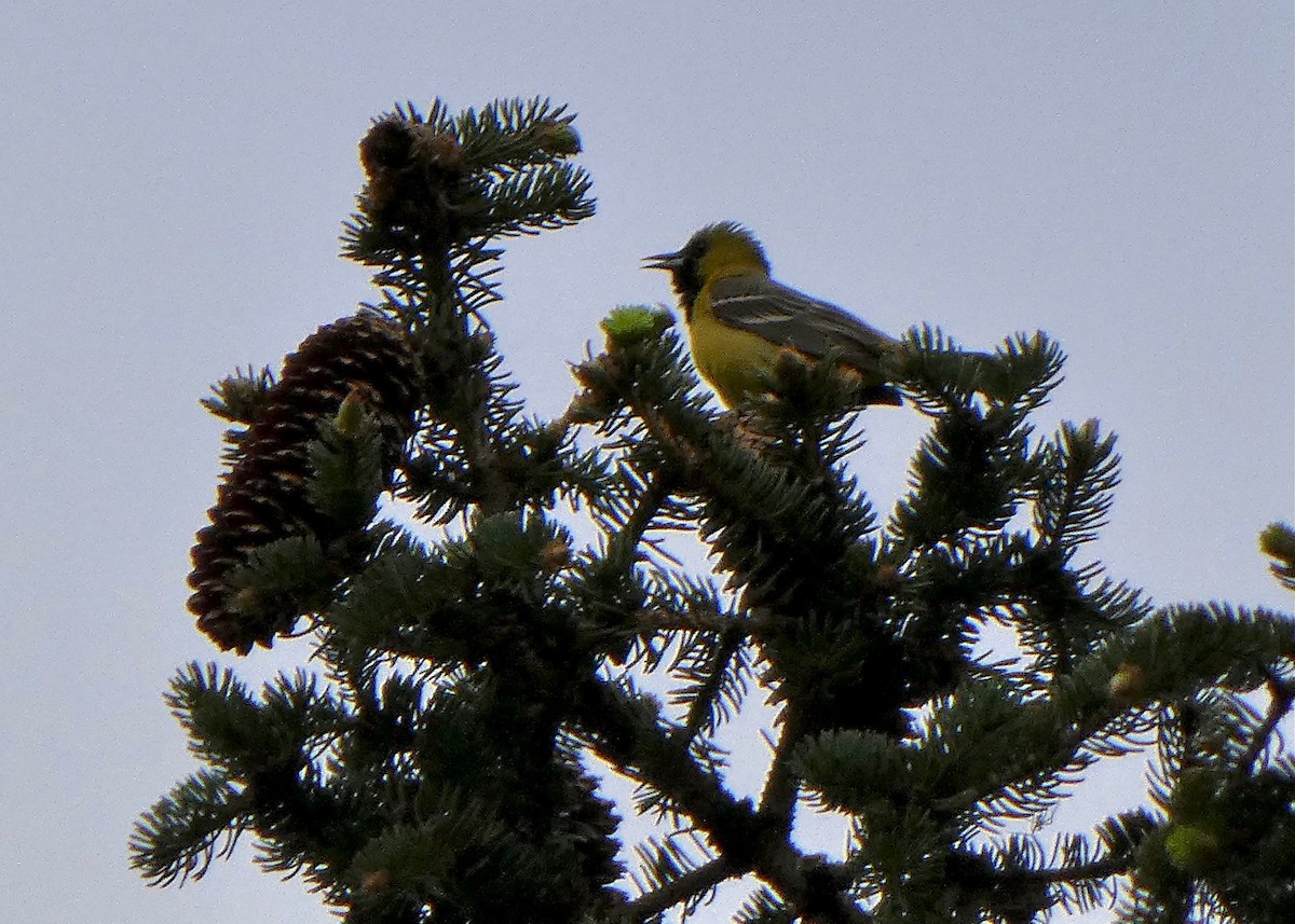 Orchard Oriole - ML339828241