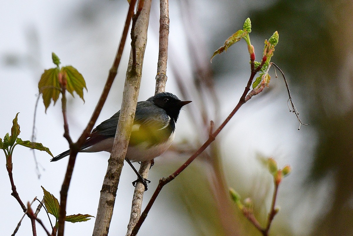 Black-throated Blue Warbler - ML339828421